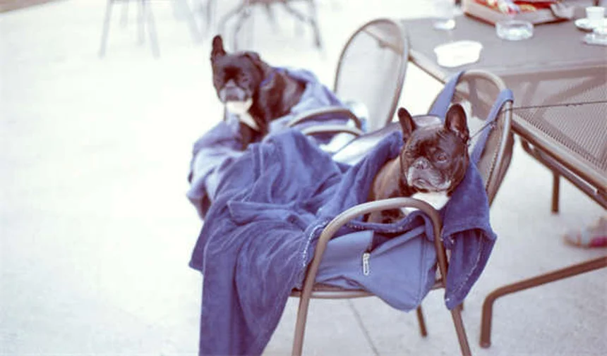 Top 8 Irische Hunderassen: Welcher passt zu dir?