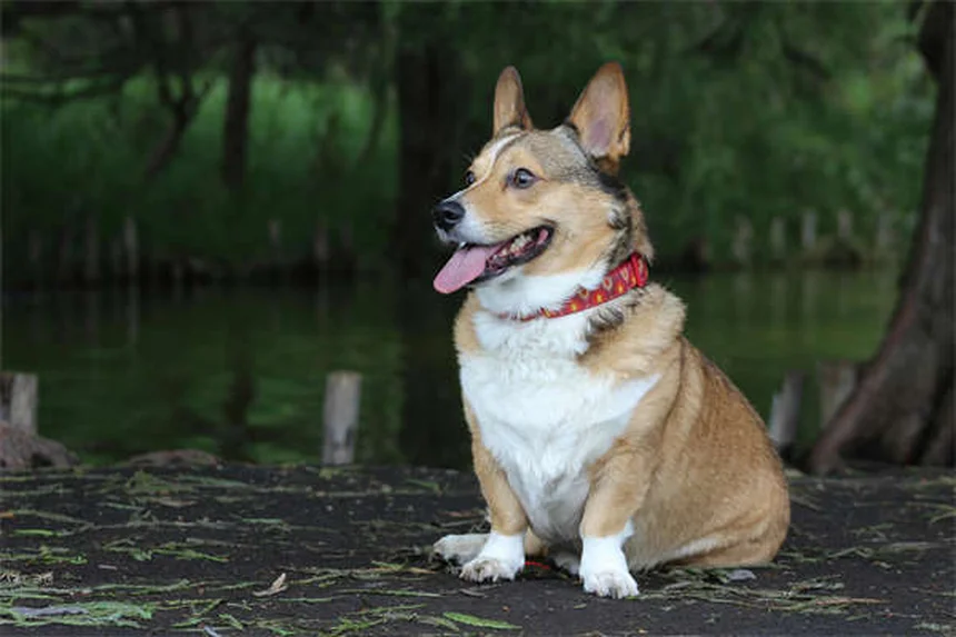 Thymom bei Kaninchen: Symptome, Behandlung & Lebenserwartung
