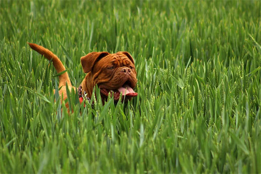 Thymom bei Kaninchen: Symptome, Behandlung & Lebenserwartung