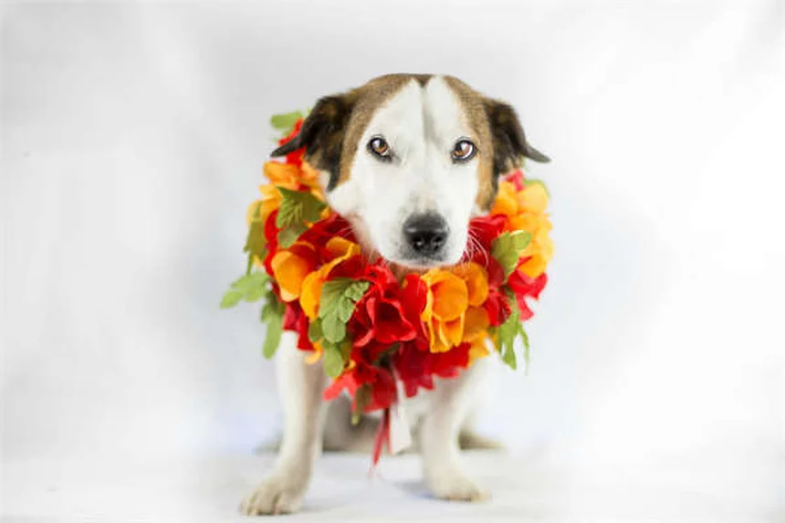 Thymom bei Kaninchen: Symptome, Behandlung & Lebenserwartung