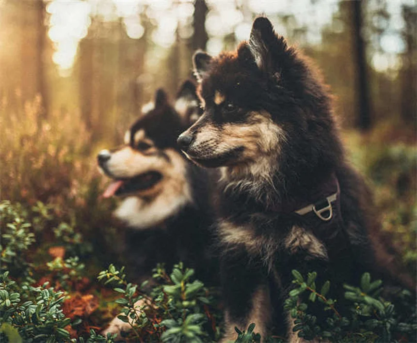 Warum pinkelt mein Hund vor Freude? 5 einfache Lösungen