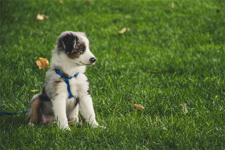 Hundeseufzer: 5 Gründe warum dein Hund seufzt