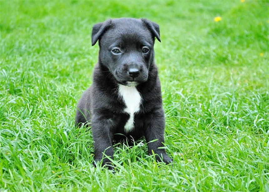 Hund Rückruf trainieren: 5 einfache Schritte für zuverlässigen Gehorsam