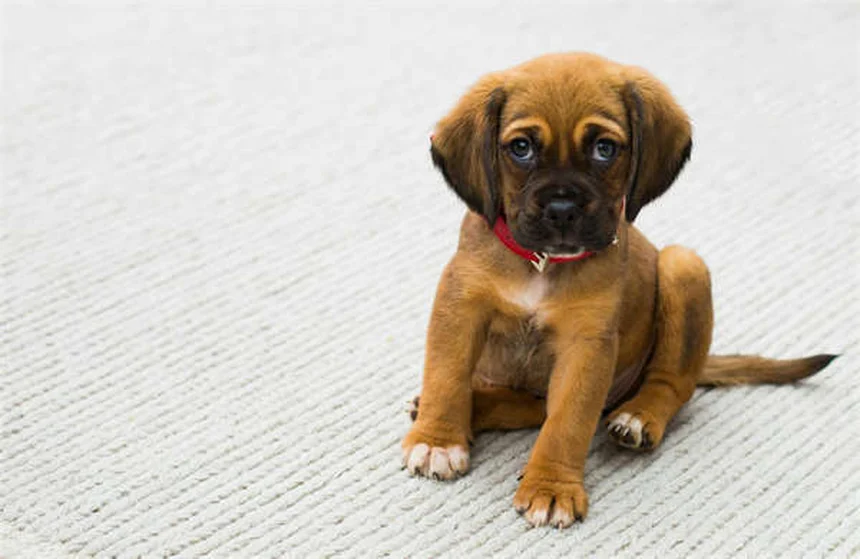 Hund kann nicht pinkeln? Sofort zum Tierarzt – Lebensgefahr!