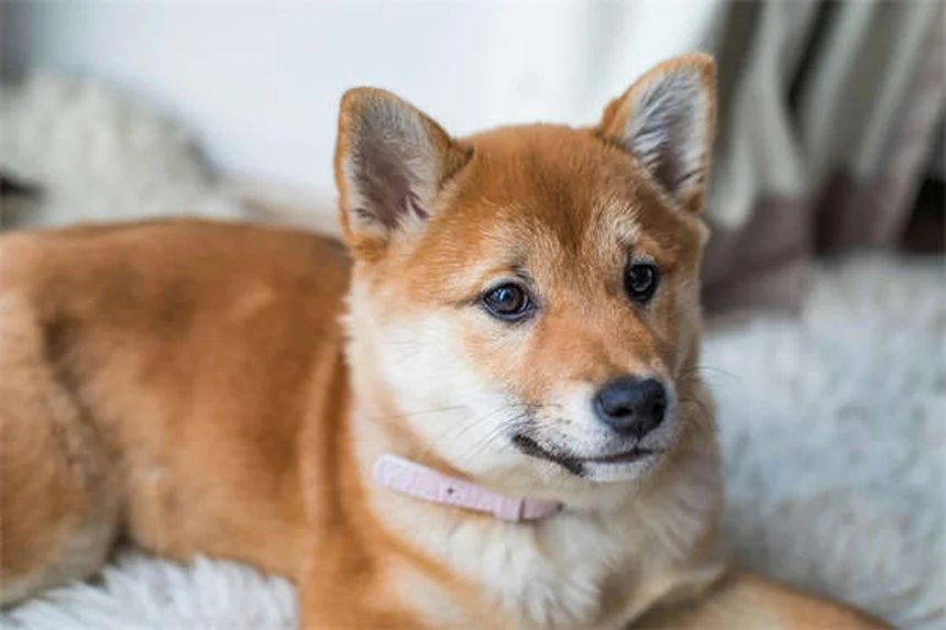 Hund hat Verstopfung? 5 bewährte Hausmittel für schnelle Hilfe