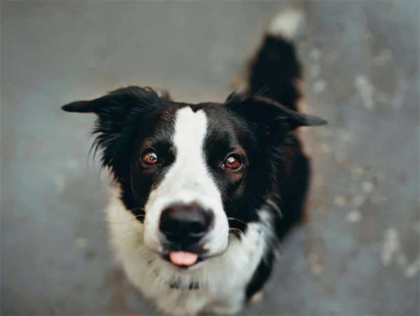 Hund hat Übelkeit? 5 schnelle Hilfen für deinen Vierbeiner