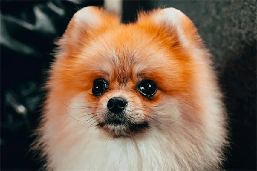 Hund hat Übelkeit? 5 schnelle Hilfen für deinen Vierbeiner