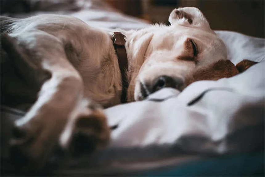 Hund hat Rückenschmerzen? 5 Warnsignale & Soforthilfe-Tipps