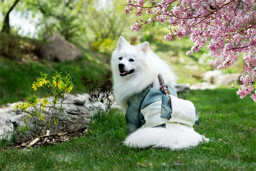 Welpen-Sozialisierung: 7 goldene Regeln für einen entspannten Hund