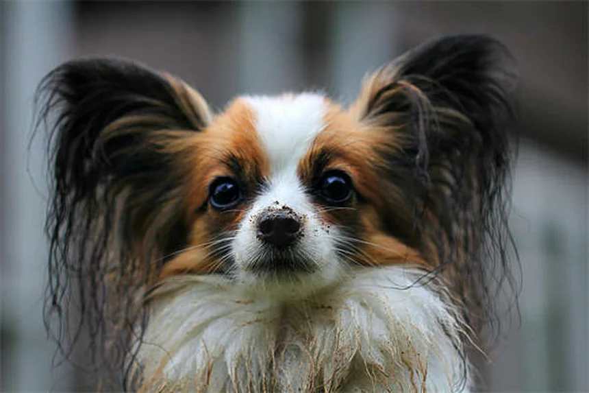 Welpen Zähneputzen: So gewöhnst du deinen Hund ans Zähneputzen