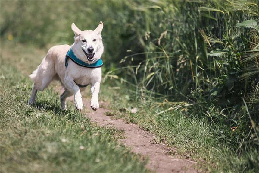 Triamcinolon Acetonid für Hunde: Wirkung & Anwendung