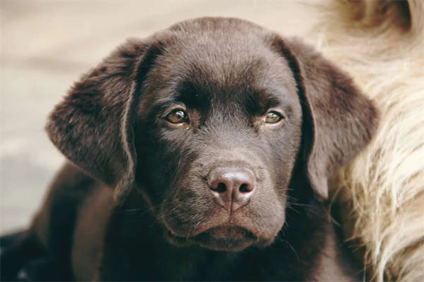 Triamcinolon Acetonid für Hunde: Wirkung & Anwendung