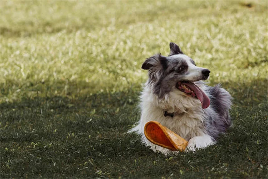 Hundemassage: 5 erstaunliche Vorteile für deinen Vierbeiner