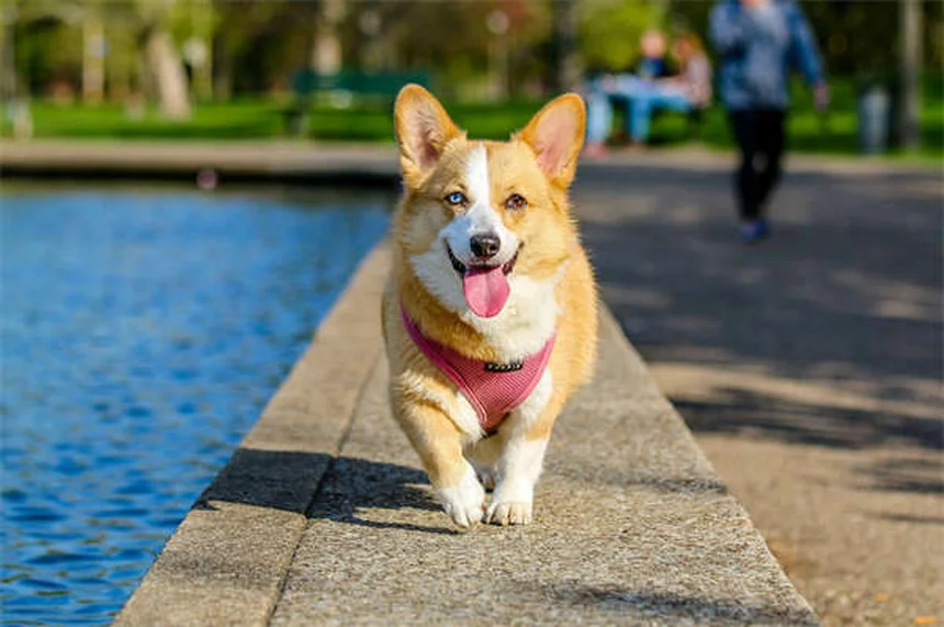 Träumen Hunde? 5 faszinierende Fakten über Hundeträume