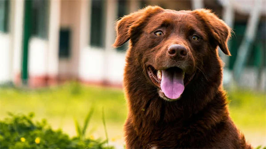 Träumen Hunde? 5 faszinierende Fakten über Hundeträume