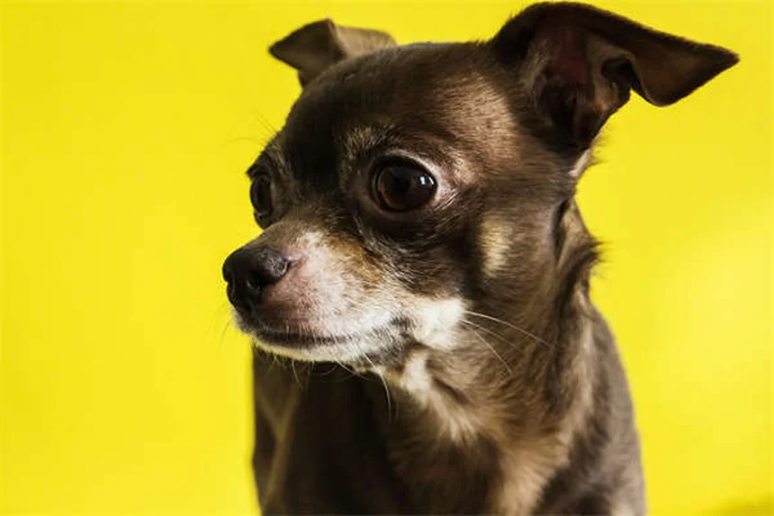 Hund Unterkühlung: 5 lebensrettende Sofortmaßnahmen