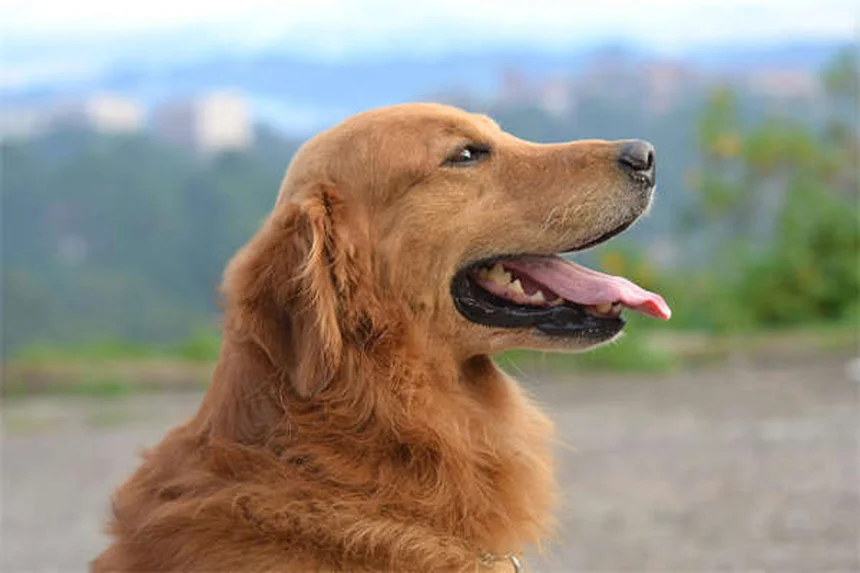 Hund Unterkühlung: 5 lebensrettende Sofortmaßnahmen