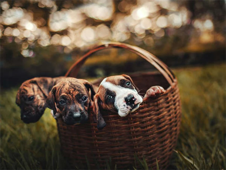Hund Unterkühlung: 5 lebensrettende Sofortmaßnahmen