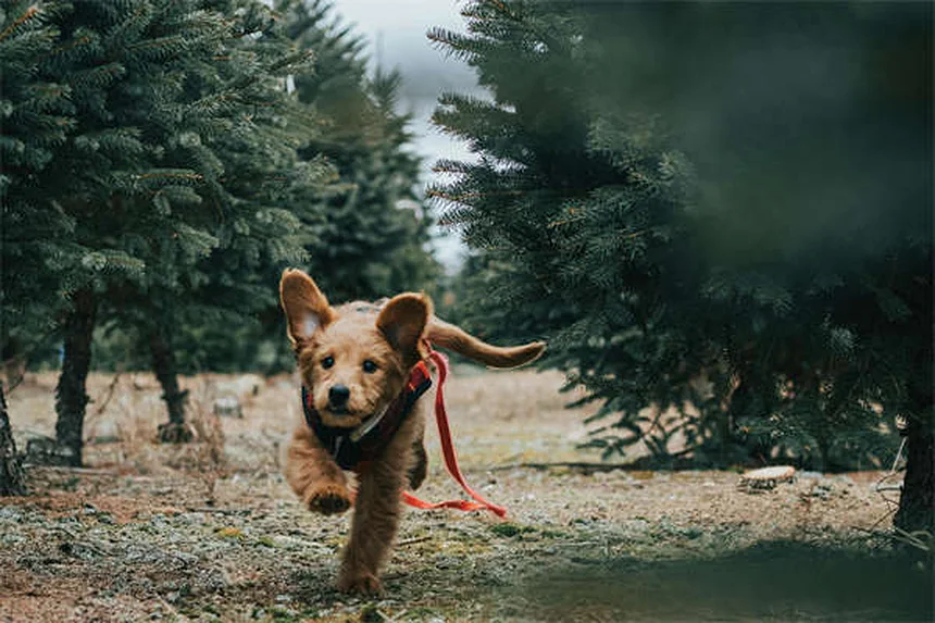 Flachgesichtige Hunde im Sommer: 5 lebenswichtige Tipps für heiße Tage