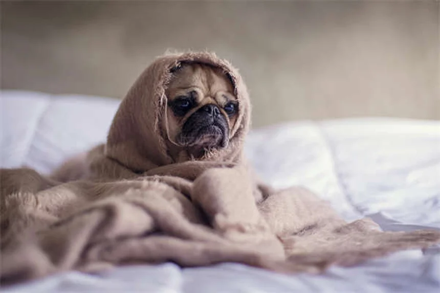 Flachgesichtige Hunde im Sommer: 5 lebenswichtige Tipps für heiße Tage